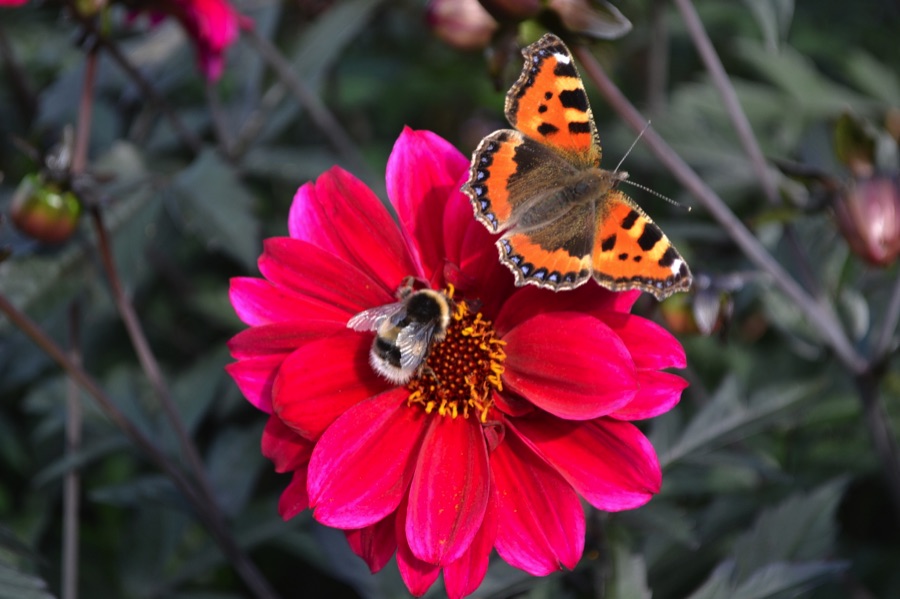 Tortoiseshell butterfly and bumblebee on a pink dahlia flower